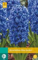 Hyacint Blue Jacket 4 bollen - Jub