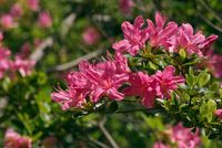 Azalea mollis roze