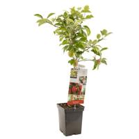 Appelboom Malus d. Summer red