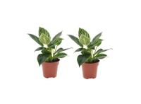 Philodendron 'White Wave' - set van 2