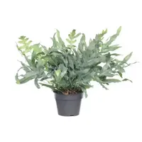 Kamerplant Phlebodium Aureum Blue Star 'Blauw varen'