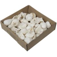 Othmar Decoratie/hobby schelpen mix - 2x 500 gr - naturel wit - woondecoratie - thema decoratie