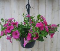 Hangplant Surfinia Hang Petunia roze Warentuin Natuurlijk - Warentuin natuurlijk