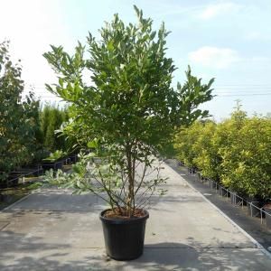 Magnolia struik Stellata - 150 - 175 cm - 3 stuks