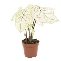 Caladium Strawberry Star - P 17 cm Caladium Strawberry Star - P 17 cm