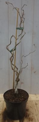Kronkelhazelaar Corylus 50 cm - Warentuin natuurlijk