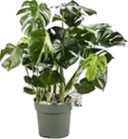 Monstera Deliciosa I Potmaat 30 H100-110 kamerplant Beautanic Lifestyle - Beautanic lifestyle