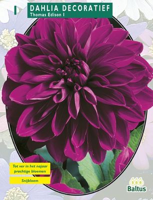 Zomer Bloembollen Dahlia Decoratief Thomas Edison per 1 Baltus - Baltus