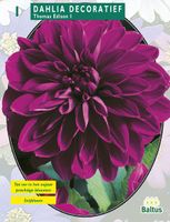 Zomer Bloembollen Dahlia Decoratief Thomas Edison per 1 - Baltus Zomer Bloembollen Dahlia Decoratief Thomas Edison per 1 - Baltus