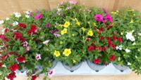 Million bells petunia 10 potjes per tray kleur mix Warentuin Natuurlijk - Warentuin natuurlijk