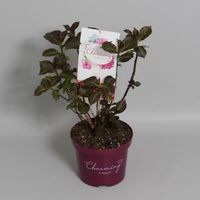Hydrangea Macrophylla "Charming® Alice Pink"® boerenhortensia - 25-30 cm - 1 stuks
