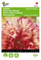Papaver Flemish Antique Tuinplus - Buzzy