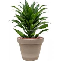 Plant in Pot Dracaena Fragrans Compacta 50 cm kamerplant in Terra Cotta Grijs 24 cm bloempot - thumbnail