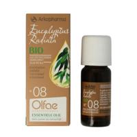 Olfae Eucalyptus radiata 08