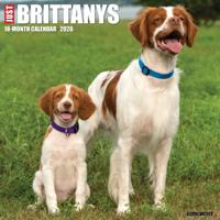 Brittany Spaniel Kalender 2026