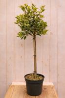 Schijnhulst Osmanthus heterophyllus Goshiki h 110 cm st. h 60 cm Warentuin Natuurlijk - Warentuin natuurlijk