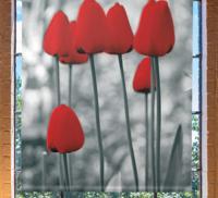 Rolgordijn bloemenprint Rode tulpen kleurrijk