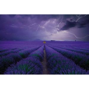 Fotobehang - Field of Lavender 384x260cm - Vliesbehang