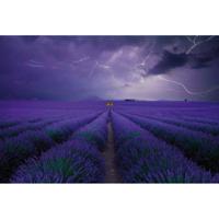 Fotobehang - Field of Lavender 384x260cm - Vliesbehang - thumbnail
