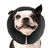 Zenpet ProCollar Hondenkraag M