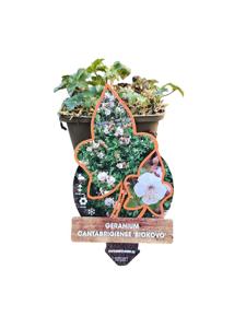 Geranium cantabrigiense Biokovo - Ooievaarsbek