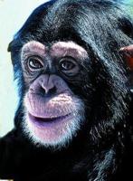 Chimpanzee