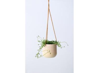Senecio 'String of Dolphins' hanging plant