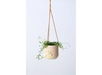 Senecio 'String of Dolphins' hanging plant