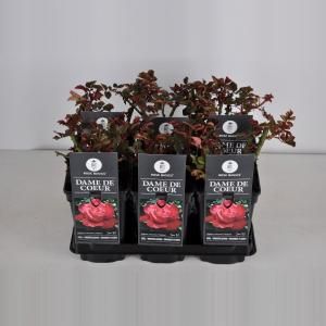 Grootbloemige roos (rosa "Dame de Coeur")