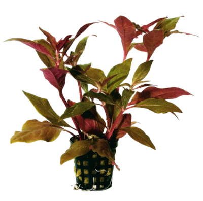 AquaVitaal Alternanthera Cardinalis