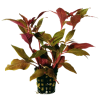 AquaVitaal Alternanthera Cardinalis