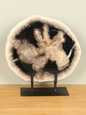 Schijf fossiel hout op standaard nr. 12