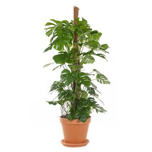 Grote Monstera (semi hydro) - 200 cm