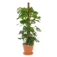 Grote Monstera (semi hydro) - 200 cm