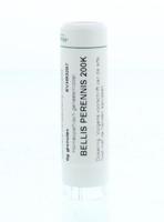 Homeoden Heel Bellis perennis 200K 6 Gram