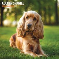 Engelse Cocker Spaniel Kalender 2026 Engelse Cocker Spaniel Kalender 2026