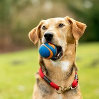 Chuckit! Honden-rubberbal Ultra Squeaker, blauw-oranje, Maat: L - thumbnail