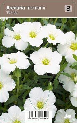 Vips Arenaria montana Ronda - Zandkruid