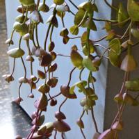Erwten kunst hangplant 60cm - burgundy