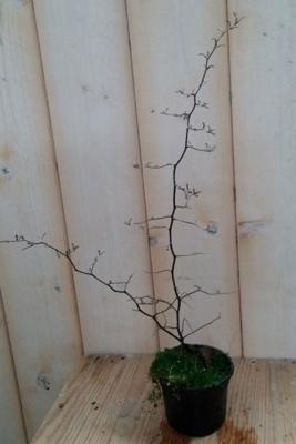 Zigzagplantje Corokia Warentuin Natuurlijk - Warentuin natuurlijk