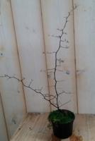 Zigzagplantje Corokia Warentuin Natuurlijk - Warentuin natuurlijk