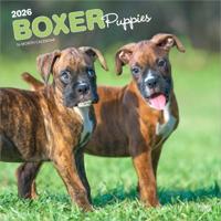 Boxer Puppies Kalender 2026