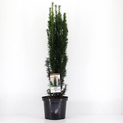 Taxus baccata fastigiata robusta 60-80 cm - Warentuin natuurlijk
