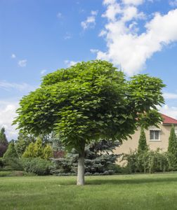 Catalpa boom