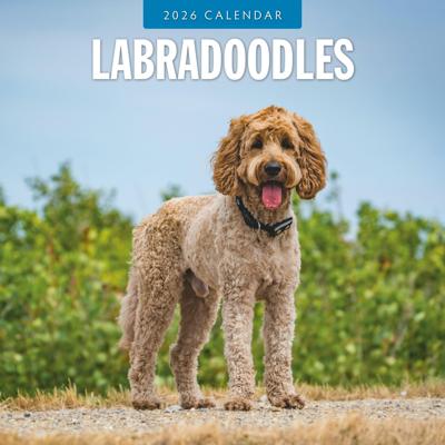 Labradoodle Kalender 2026