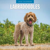 Labradoodle Kalender 2026
