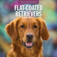 Flatcoated Retriever Kalender 2026