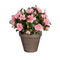 Mica Decorations Kunstplant - Azalea - Perzik - in pot - 31 cm