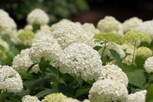 Hortensia