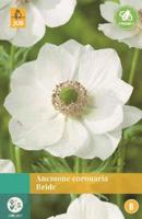 Anemone Coronaria Bride - Jub